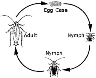 Life Cycle of the Cockroach